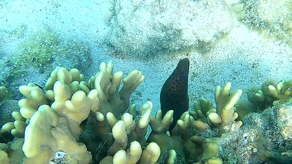 One of several Moray Eels we saw